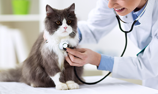 ¿Es necesario vacunar a los perros y gatos?